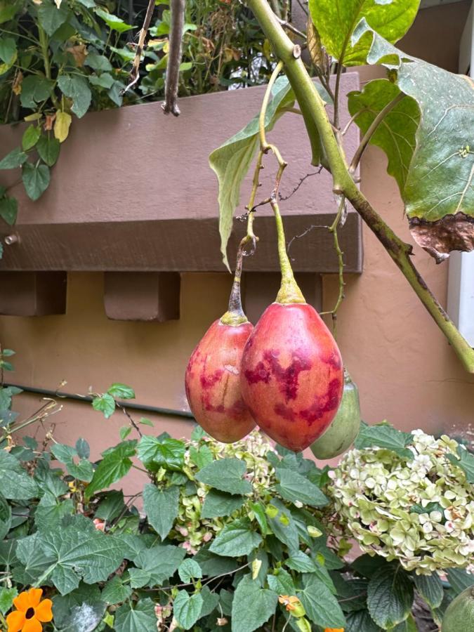 Campus Residencias Bed & Breakfast Quito Eksteriør bilde